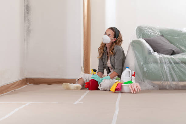 Reliable Basement Mold Removal contractor in Traverse City, MI by Cheap Mold Removal