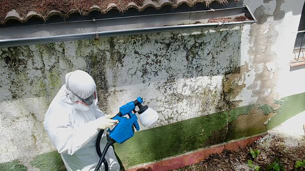 Top rated local Basement Mold Removal specialists in Traverse City, MI